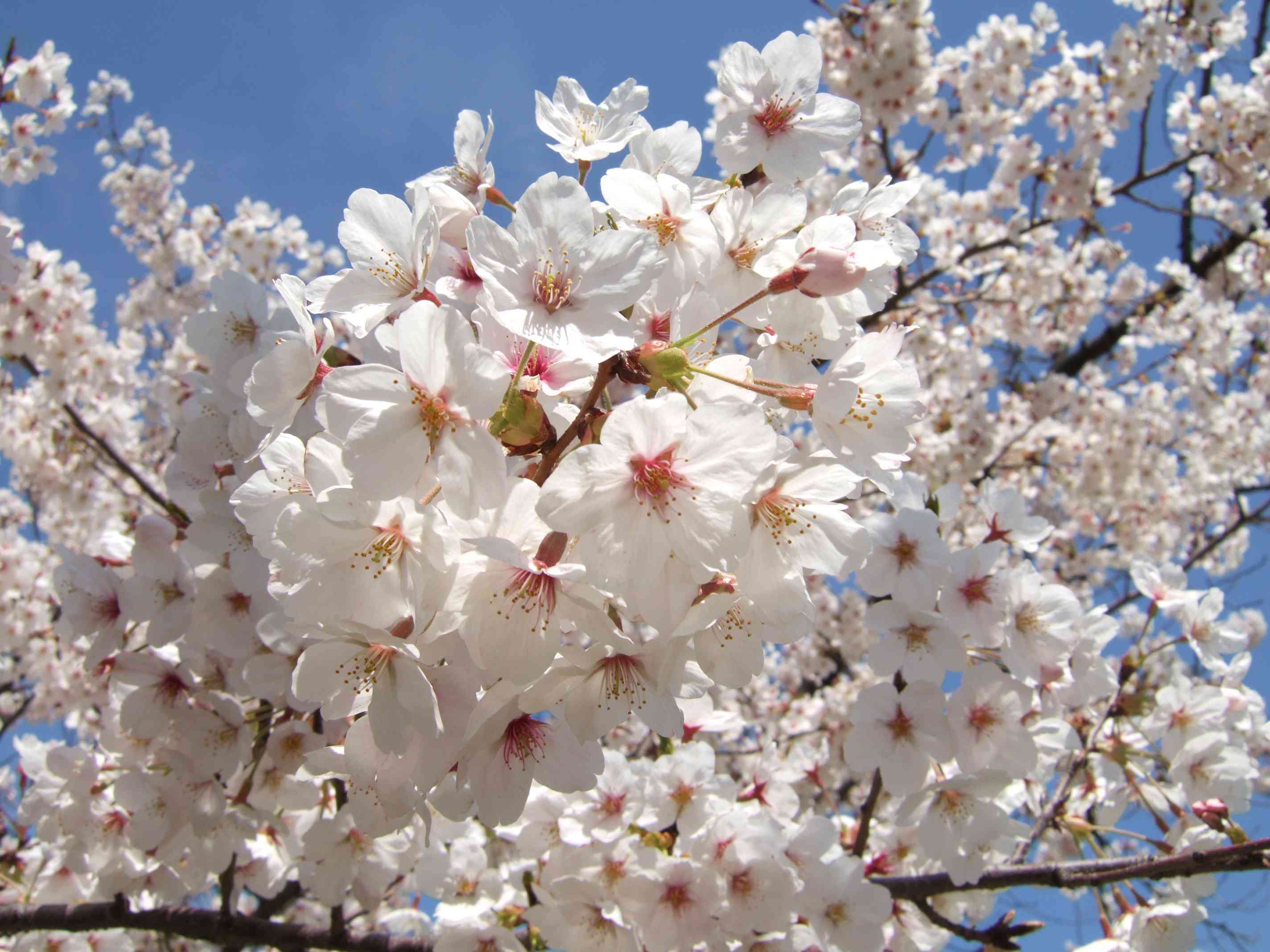 鉄道ファン苗木贈る…沿線の桜切られたしなの鉄道に