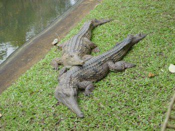 【爬虫類嫌いな人は注意】爬虫類のかわいい写真貼りませんか?