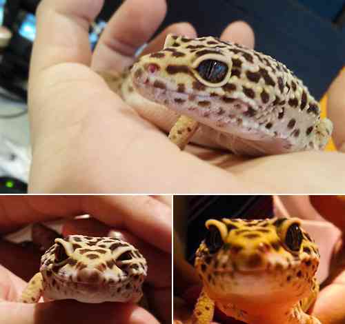 【爬虫類嫌いな人は注意】爬虫類のかわいい写真貼りませんか?