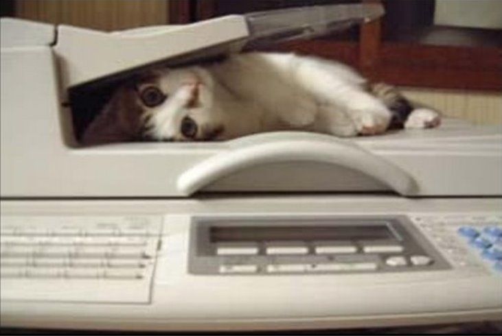 ブラザーのファクス、猫の尿かかると発火の恐れ