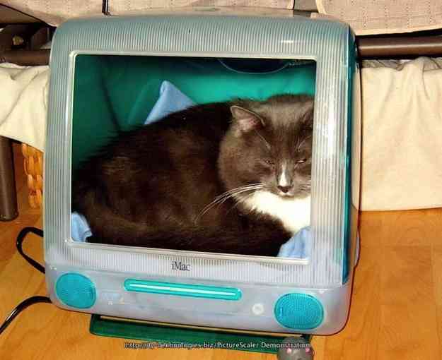 マックの中に住んでるネコをご覧ください