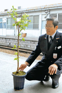 鉄道ファン苗木贈る…沿線の桜切られたしなの鉄道に