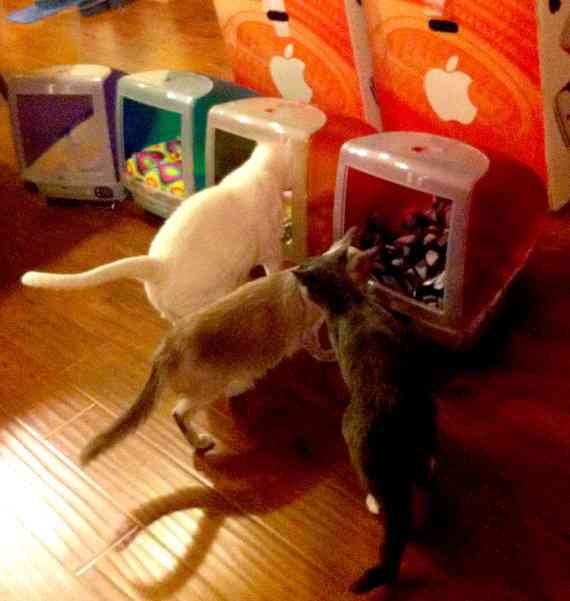 マックの中に住んでるネコをご覧ください