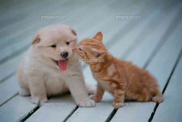 「春になり沢山の子猫が保健所に」。中川翔子が