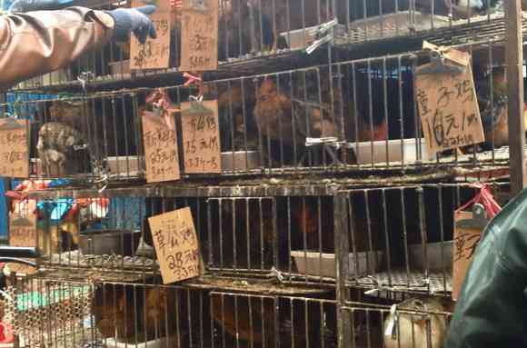 日本マクドナルドが中国産「病死した鶏の肉」を使用か!?&nbsp;本当に安全かどうか電話で問い合わせてみた | ロケットニュース24