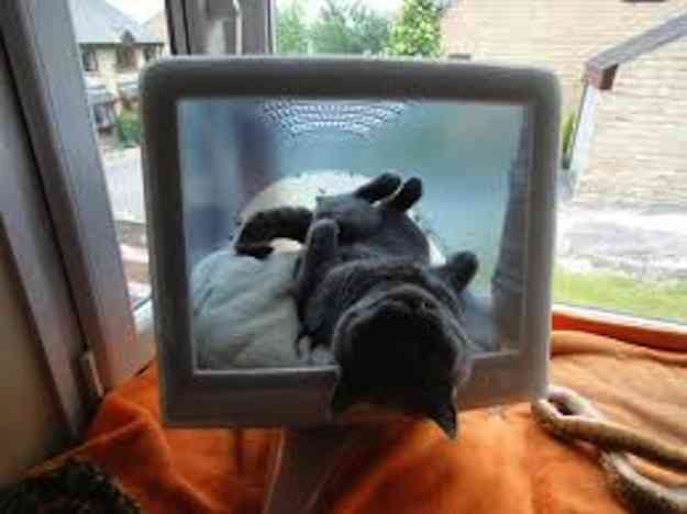 マックの中に住んでるネコをご覧ください