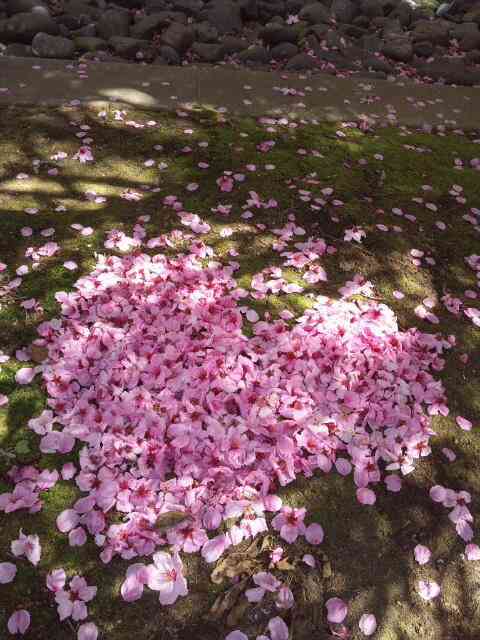 お花見あるある