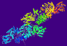 アセトアルデヒド脱水素酵素 - Wikipedia