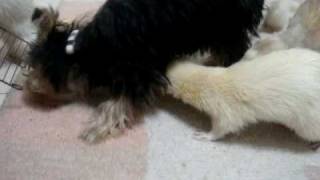 犬1匹とフェレ4本の動画。 - YouTube