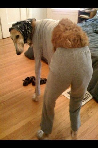 セクシーポーズで悩殺 中国で流行中の パンスト犬 がヤバイ ガールズちゃんねる Girls Channel