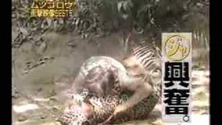 ムツゴロウ衝撃映像BEST5 - YouTube