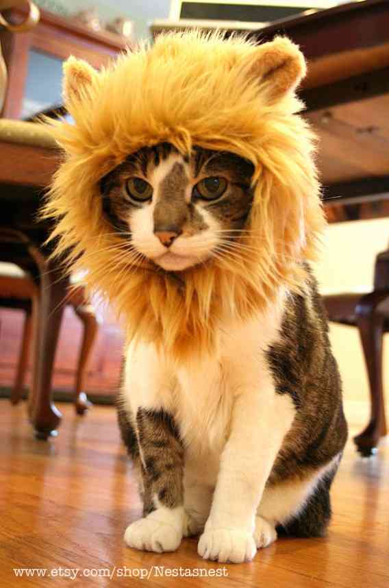 猫をライオンにランクアップできる「ライオン帽子」が可愛い