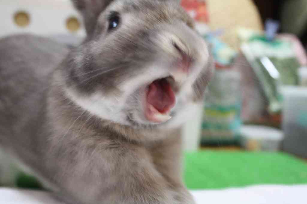 ウサギのあくび顔がブサかわいい