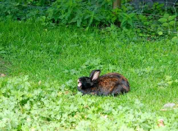 ウサギのあくび顔がブサかわいい