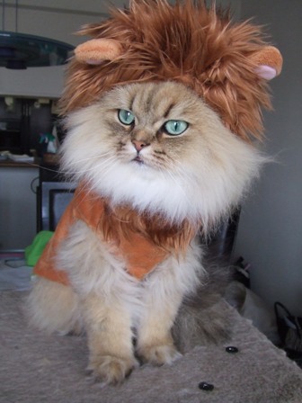 猫をライオンにランクアップできる「ライオン帽子」が可愛い