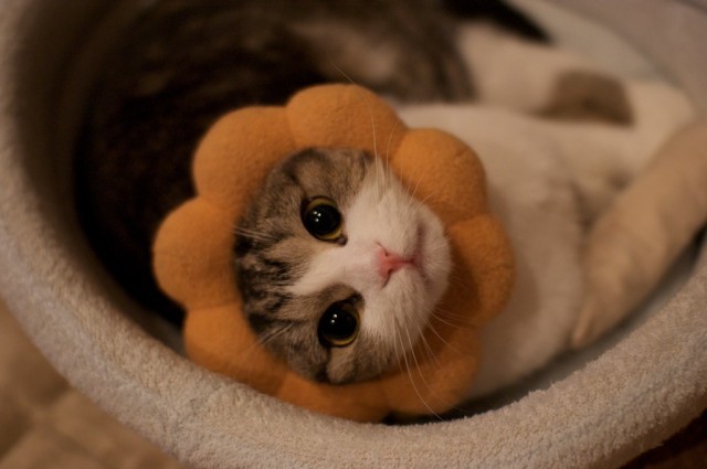 猫をライオンにランクアップできる「ライオン帽子」が可愛い