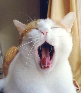 ウサギのあくび顔がブサかわいい