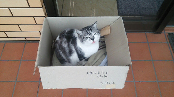 ネコたちがコンビニでやりたい放題すぎるｗｗｗ