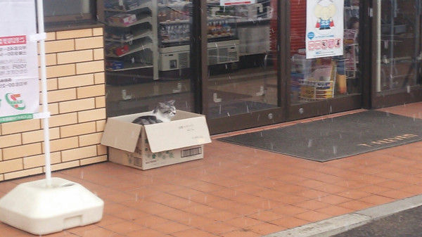 ネコたちがコンビニでやりたい放題すぎるｗｗｗ