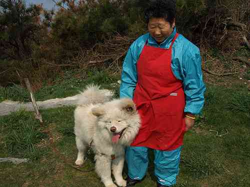 ブサカワ人気犬「わさお」に異変…毛が抜け“ガリガリ”に全国から心配の声