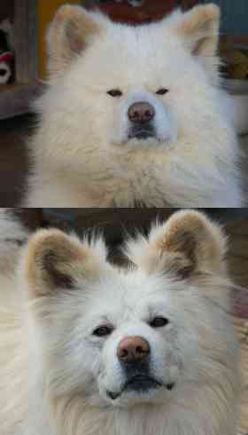 ブサカワイイ人気犬「わさお」に異変　毛が抜け、「ガリガリ」に全国から心配の声 (1/2) : J-CASTニュース