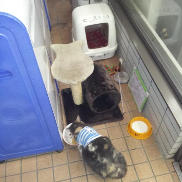 ネコたちがコンビニでやりたい放題すぎるｗｗｗ