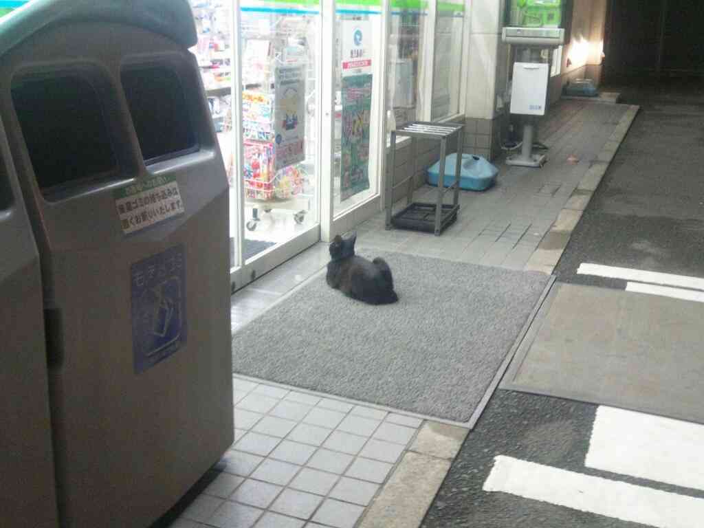ネコたちがコンビニでやりたい放題すぎるｗｗｗ
