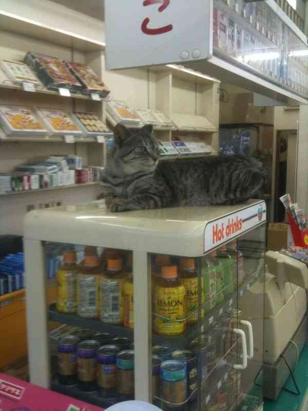 ネコたちがコンビニでやりたい放題すぎるｗｗｗ