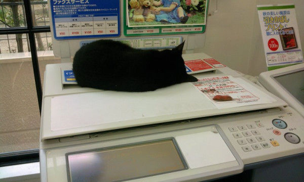 ネコたちがコンビニでやりたい放題すぎるｗｗｗ
