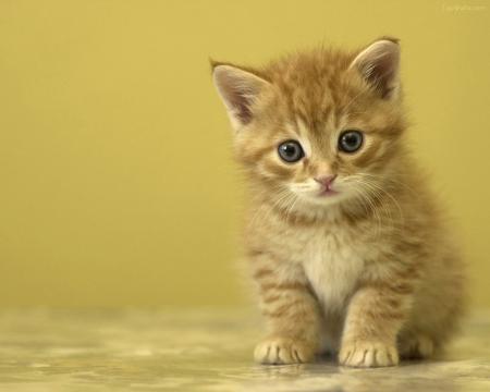 舞台ドタキャン騒動で土屋アンナの株が急上昇！「子猫を拾ったヤンキー」状態の祭り上げられ方