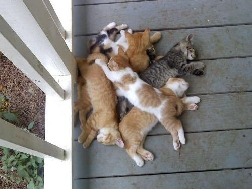 かわいさに癒されたいときに！キューンとなる動物たちの写真23枚