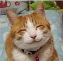 ネコ好きに朗報！猫アレルギーの仕組みがついに解明！米論文発表。 - NAVER まとめ