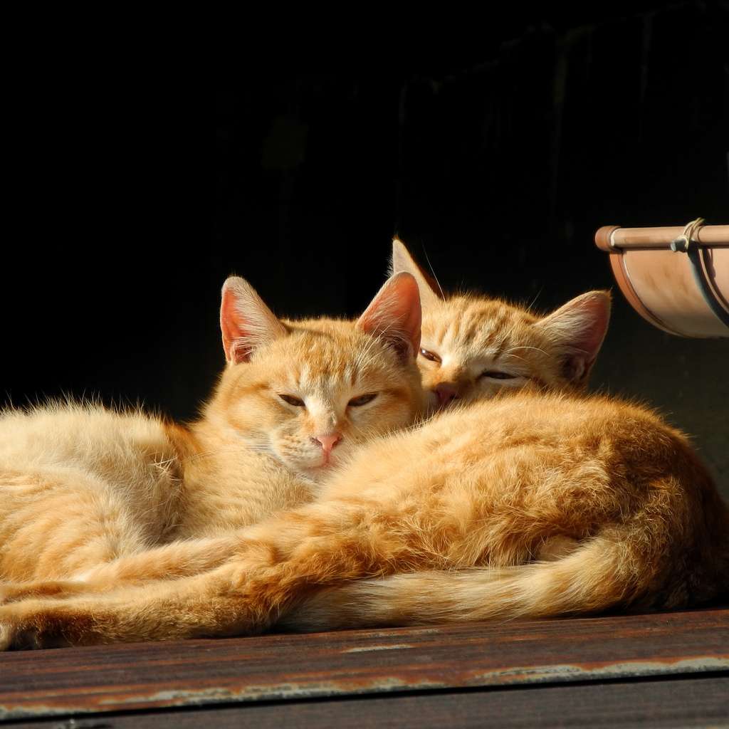 寝言の上をゆく、寝ぼけて行ったおかしな行動