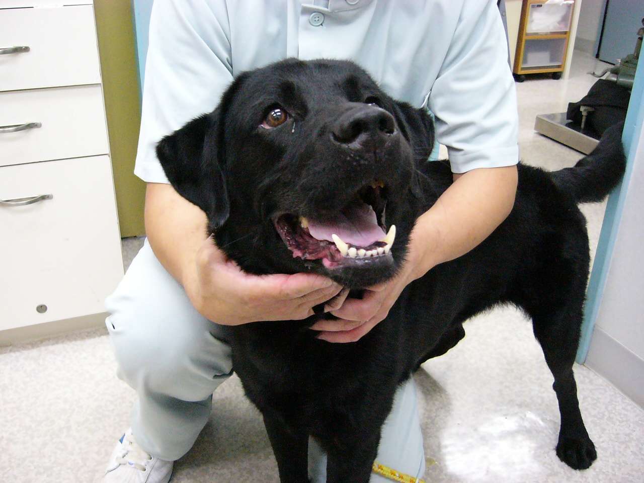 6ヶ月ぶりに帰宅したときの犬と猫の反応の違いw