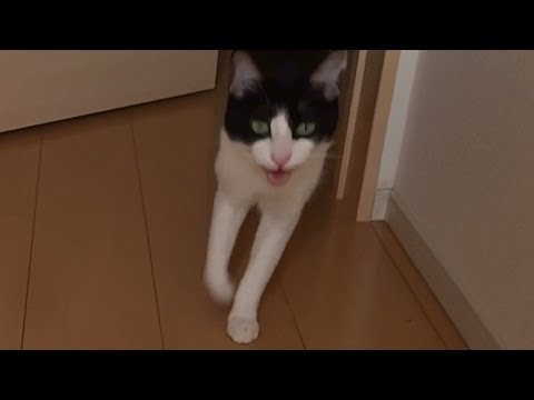 玄関開けたら2秒でにゃんこ♪ - YouTube