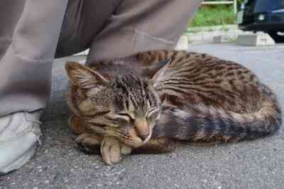 6ヶ月ぶりに帰宅したときの犬と猫の反応の違いw