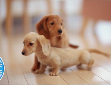 皆さんは、何犬が好きですか？