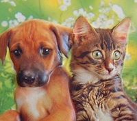 犬派か猫派で分かる生活態度・傾向まとめ - NAVER まとめ