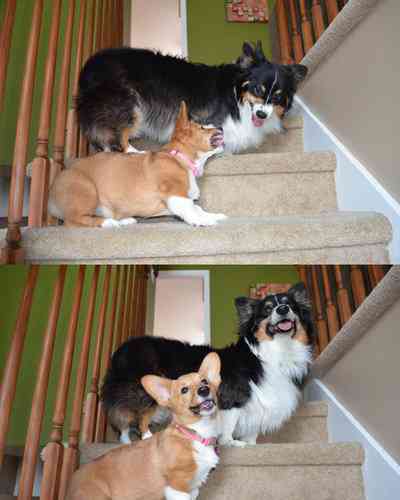 かわいさに癒されたいときに！キューンとなる動物たちの写真23枚