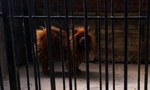Hairy dog passed off as Lion at China zoo: People's Park staff pretend Tibetan mastiff is an 'African lion'  | Mail Online