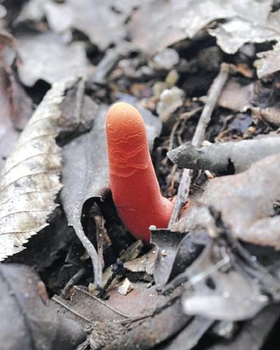 指じゃない、触れるとただれ食べると死ぬキノコ : 社会 : YOMIURI ONLINE（読売新聞）