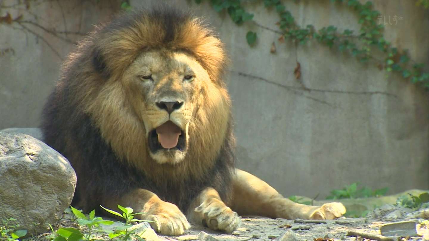中国の動物園がライオンと称して犬を展示→「ワンワン」とほえてバレる→観客ブチキレww