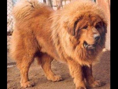 中国の動物園がライオンと称して犬を展示→「ワンワン」とほえてバレる→観客ブチキレww
