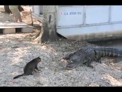 Pet Cat Saves Boy from Two Vicious GATORS - YouTube