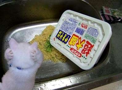 うちの猫が何か変だぞ!