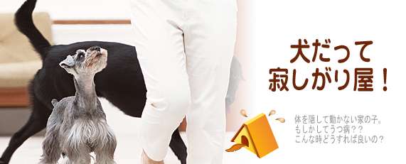 犬は孤独に耐えられない！ 留守番させられると「うつ気味」になるらしい ガールズちゃんねる Girls