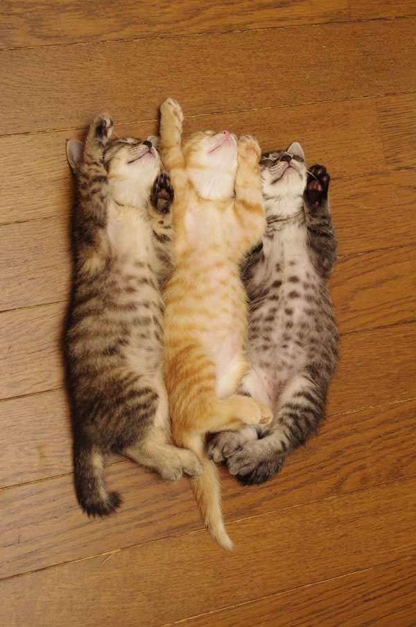 うちの猫が何か変だぞ!