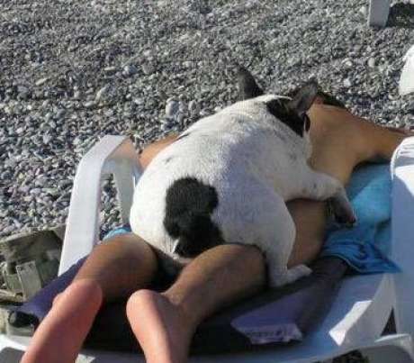 ペットは飼い主に似る?飼い主と同じポーズをとるワンコたちww