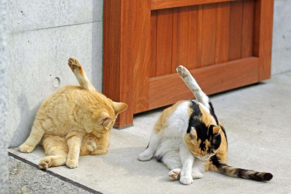 うちの猫が何か変だぞ!