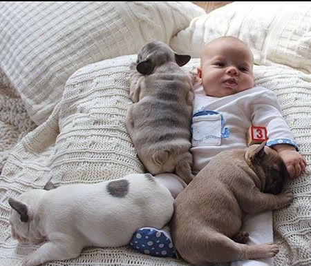 赤ちゃんと子犬の“4兄弟”が仲良しすぎてたまらん！